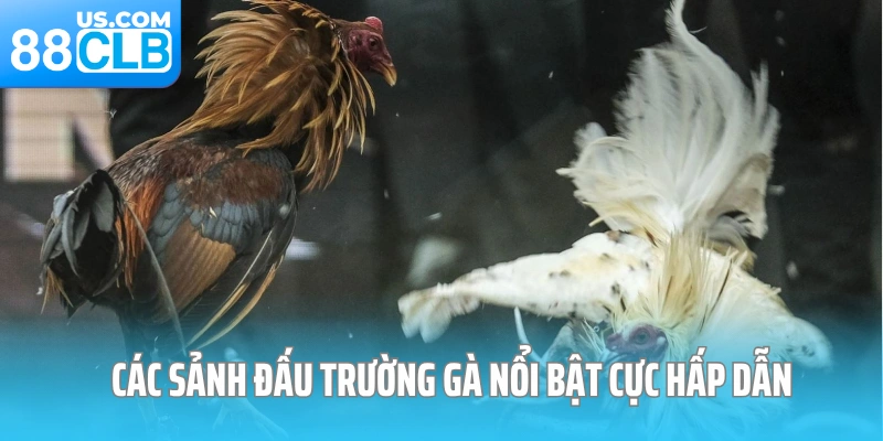 Các sảnh đấu trường gà nổi bật cực hấp dẫn
