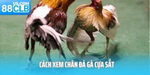 Cách xem chân đá gà cựa sắt