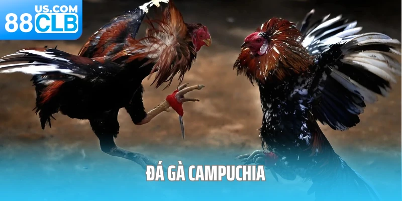 Đá Gà Campuchia