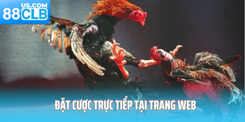 Đặt cược trực tiếp tại trang web 