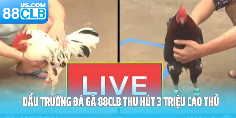 Đấu trường đá gà 88CLB thu hút 3 triệu cao thủ