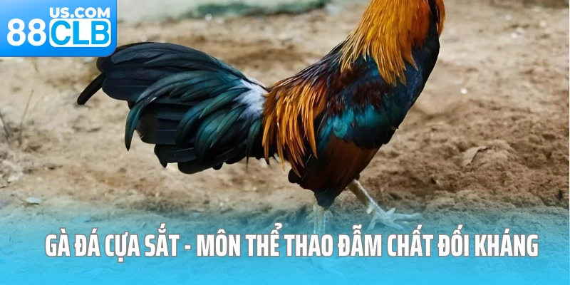 Gà đá cựa sắt - Môn thể thao đẫm chất đối kháng