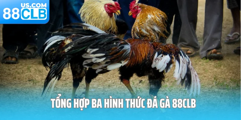 Tổng hợp ba hình thức đá gà 88CLB được ưa chuộng 