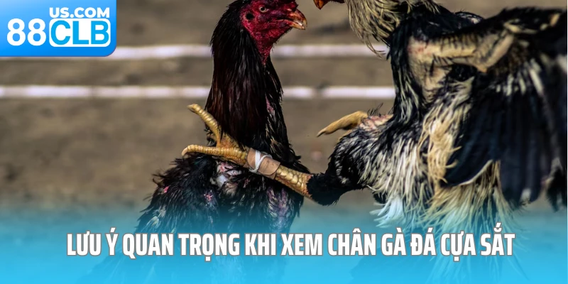 Lưu ý quan trọng khi xem chân gà đá cựa sắt