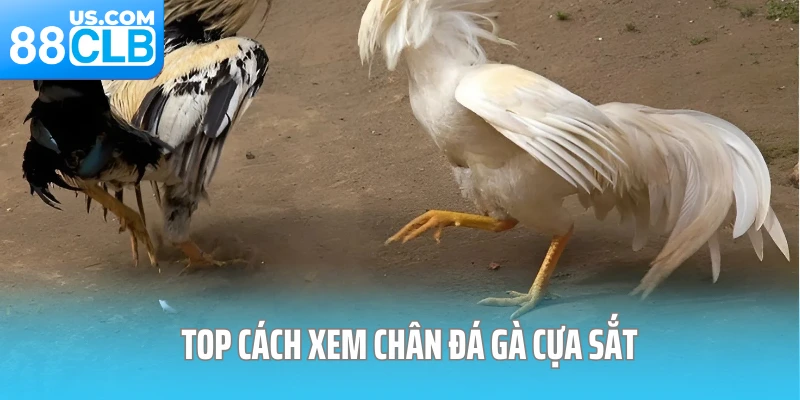 Top cách xem chân đá gà cựa sắt