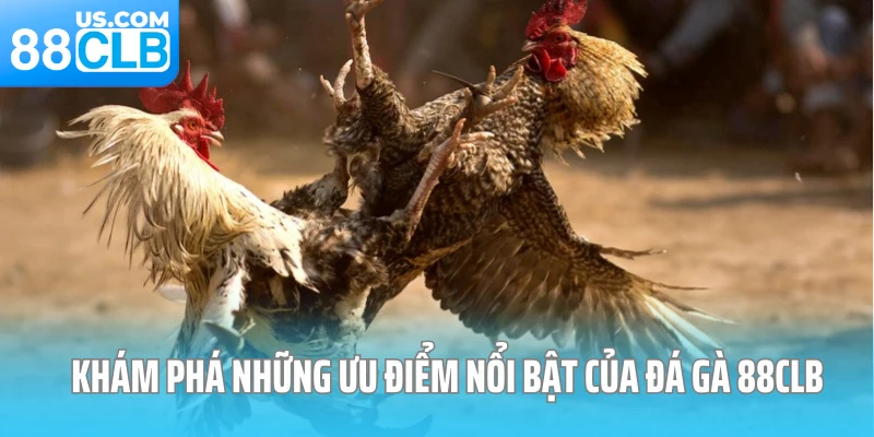 Khám phá những ưu điểm nổi bật của đá gà 88CLB Khám phá những ưu điểm nổi bật của đá gà 88CLB